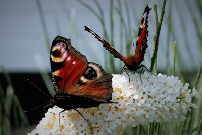 Close-up of butterfly pollinating on flower