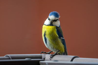 Close-up of bird perching