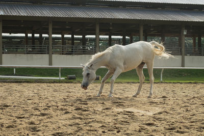 Horse on sand