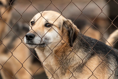 Close-up of dog looking through chainlink fence