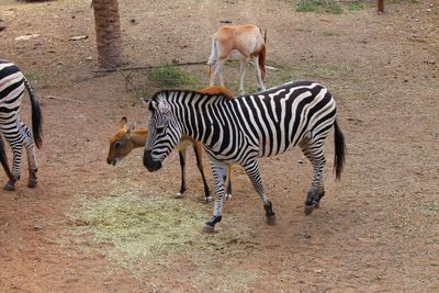 Fawn and foal on field at zoo