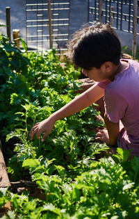 Teenage boy picking a vegetable from his homegrown vegetable garden 