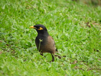 Bird perching on a field