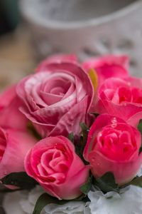 Close-up of pink roses