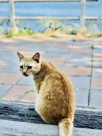 Portrait of cat sitting outdoors