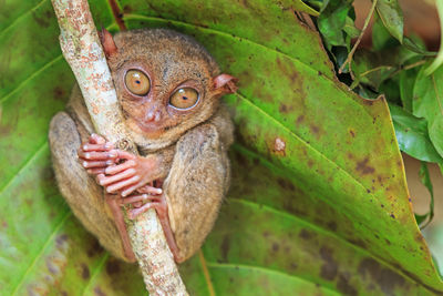 Close-up portrait of tarsier on branch