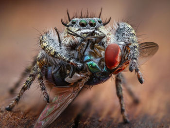 Close-up of spider