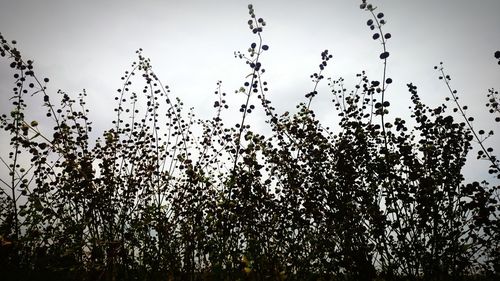 Low angle view of silhouette trees against sky