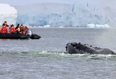Humpback whale swimming in sea during winter