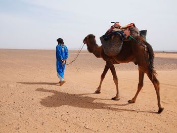 View of camel on desert