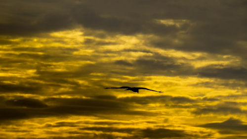 Low angle view of silhouette bird flying in sky