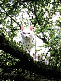 Low angle view of cats on tree