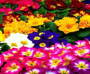 High angle view of purple flowering plants