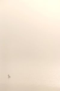 View of birds on sea against the sky