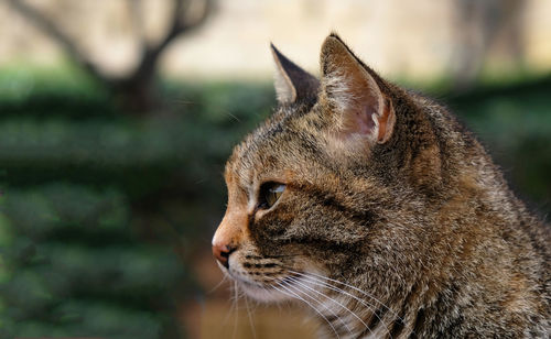 Selective focus. banner with a muzzle of a striped cat in profile, copy space.