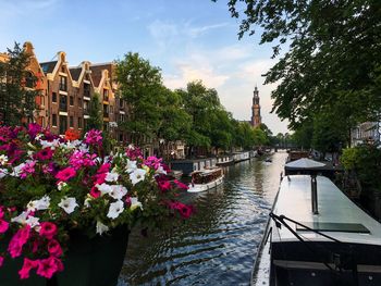 Pink flowering plants by building against sky