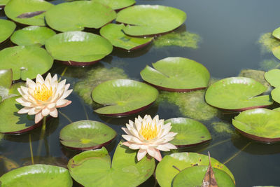 Yellow lotus flower