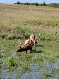 View of deer on field by lake