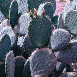 Cactus close up. cactus lover concept