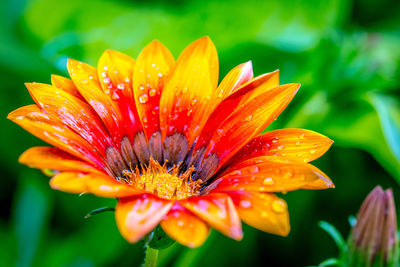 Close-up of wet orange flower blooming outdoors