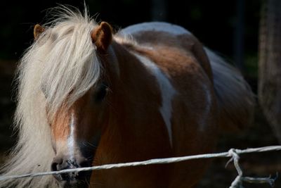 Close-up of a horse