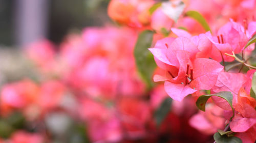 Close-up of pink cherry blossoms