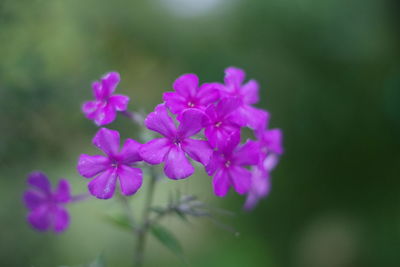 Close-up of pink flowering plant