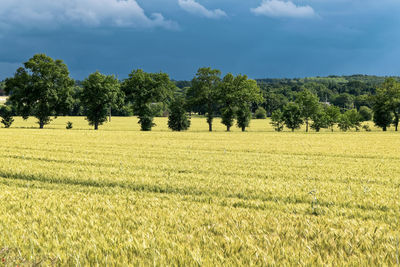 Trees on agricultural field against sky