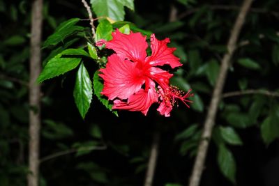 Close-up of red hibiscus blooming outdoors