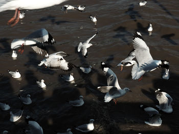 High angle view of seagulls flying over lake