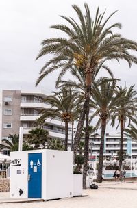 Palm trees by street against sky in city