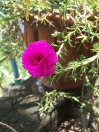 Close-up of pink flowering plant