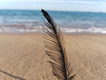 Close-up of feather on beach