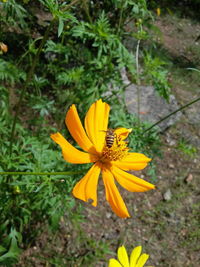 High angle view of yellow flower blooming outdoors