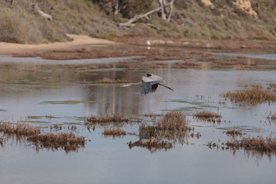 High angle view of gray heron on lake