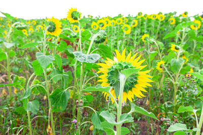 Close-up of yellow flowering plants on field