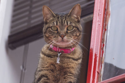 Close-up portrait of a cat