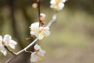 Close-up of white flowers