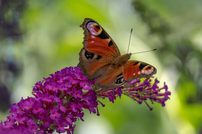 Close-up of butterfly pollinating on flower