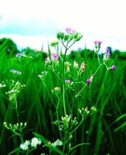 Close-up of flowering plants on field
