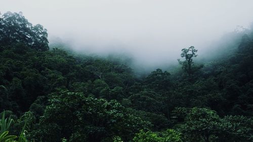 Trees on landscape against sky