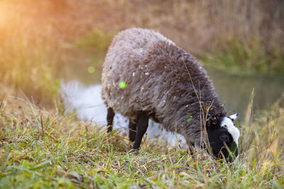 Black sheep graze in the grass near the porch of the house