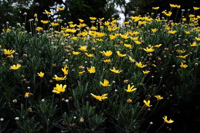 High angle view of yellow flowers blooming on field