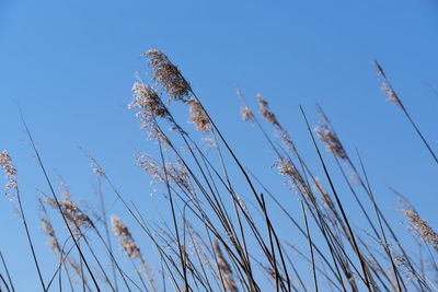 Low angle view of reed grass against clear blue sky