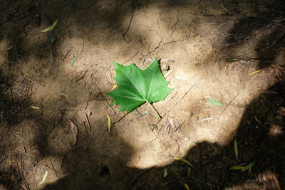 High angle view of autumn leaf