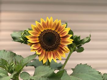 Close-up of sunflower