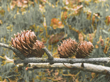 Pine cones 