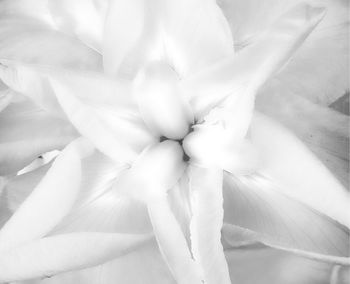 Close-up of flowers