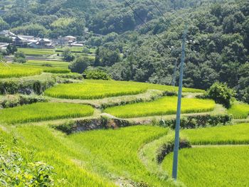Scenic view of agricultural field