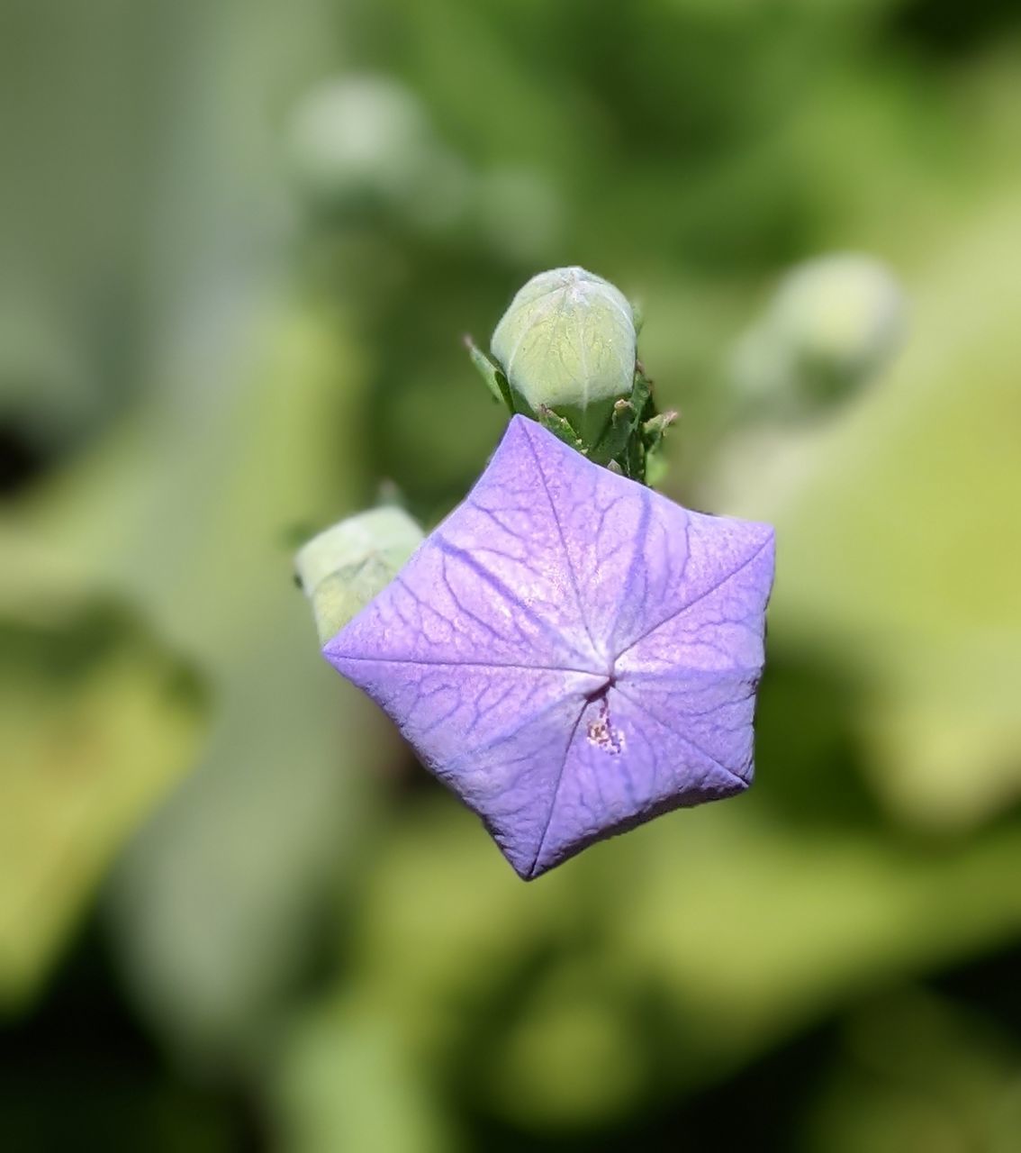 桔梗 Flower Head Flower Leaf Close-up Plant Bud